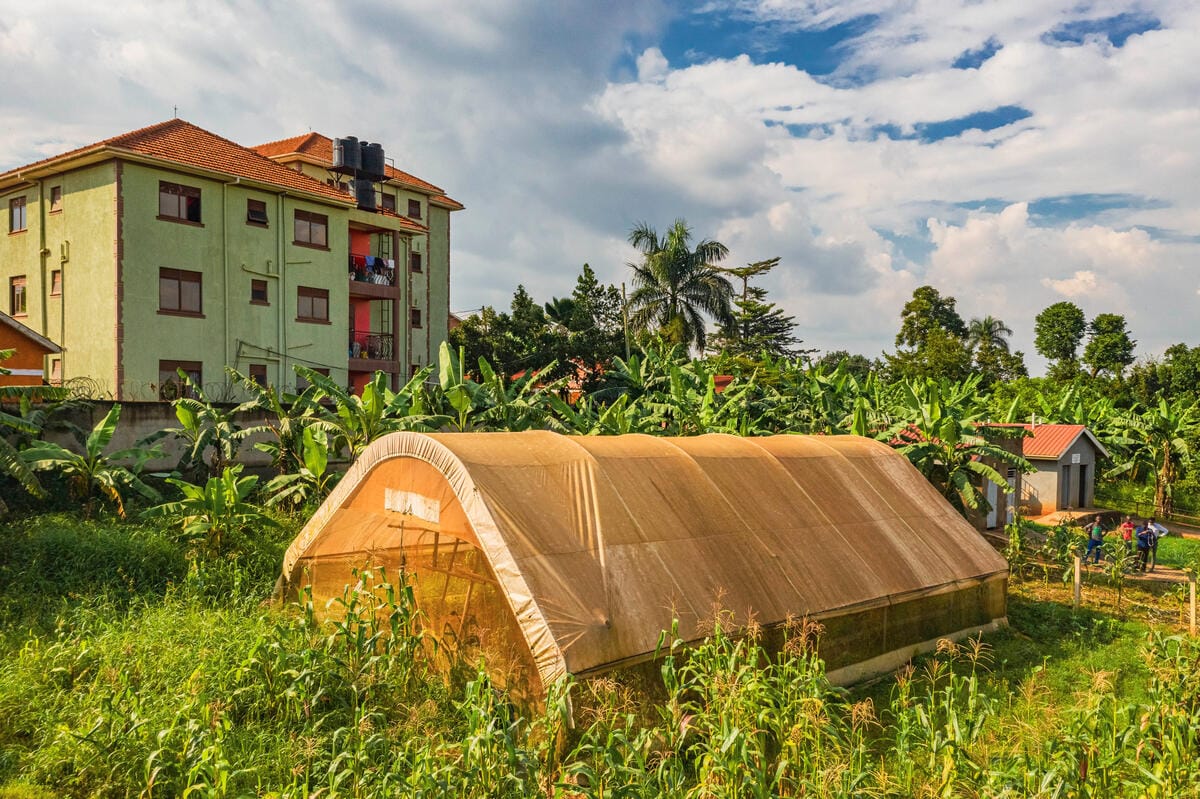 A garden at Kisaasi Primary School started and maintained by the school Environment Club. It is an example of urban farming solutions in the city and a variety of crops like maize and bananas are grown on it