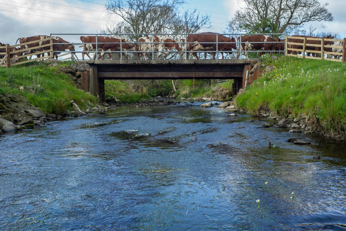 Dairy Shorthorns cross the beck running through the regenerative farm, Strickley Farm, Kendal, South Cumbria.