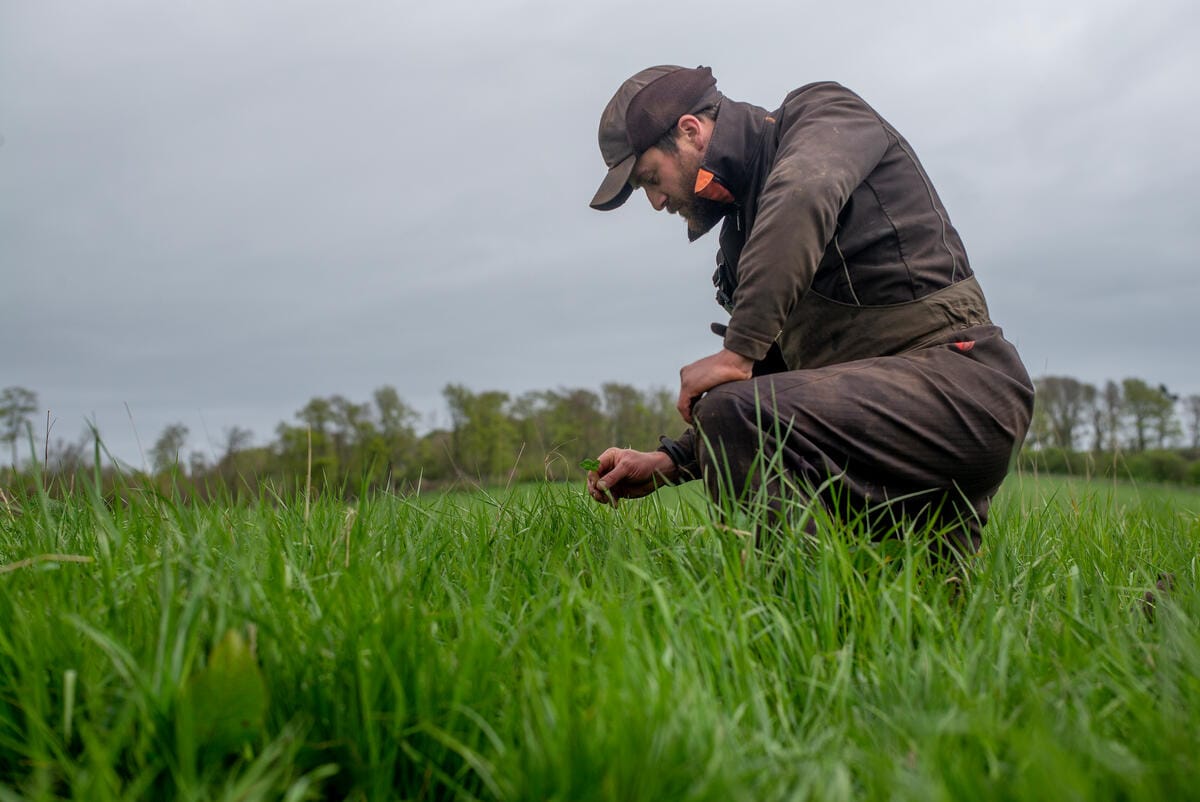Regenerative farmer Angus Walton, from Peelham Farm, Berwickshire, Scotland, checks the pasture for maximum diversity.
