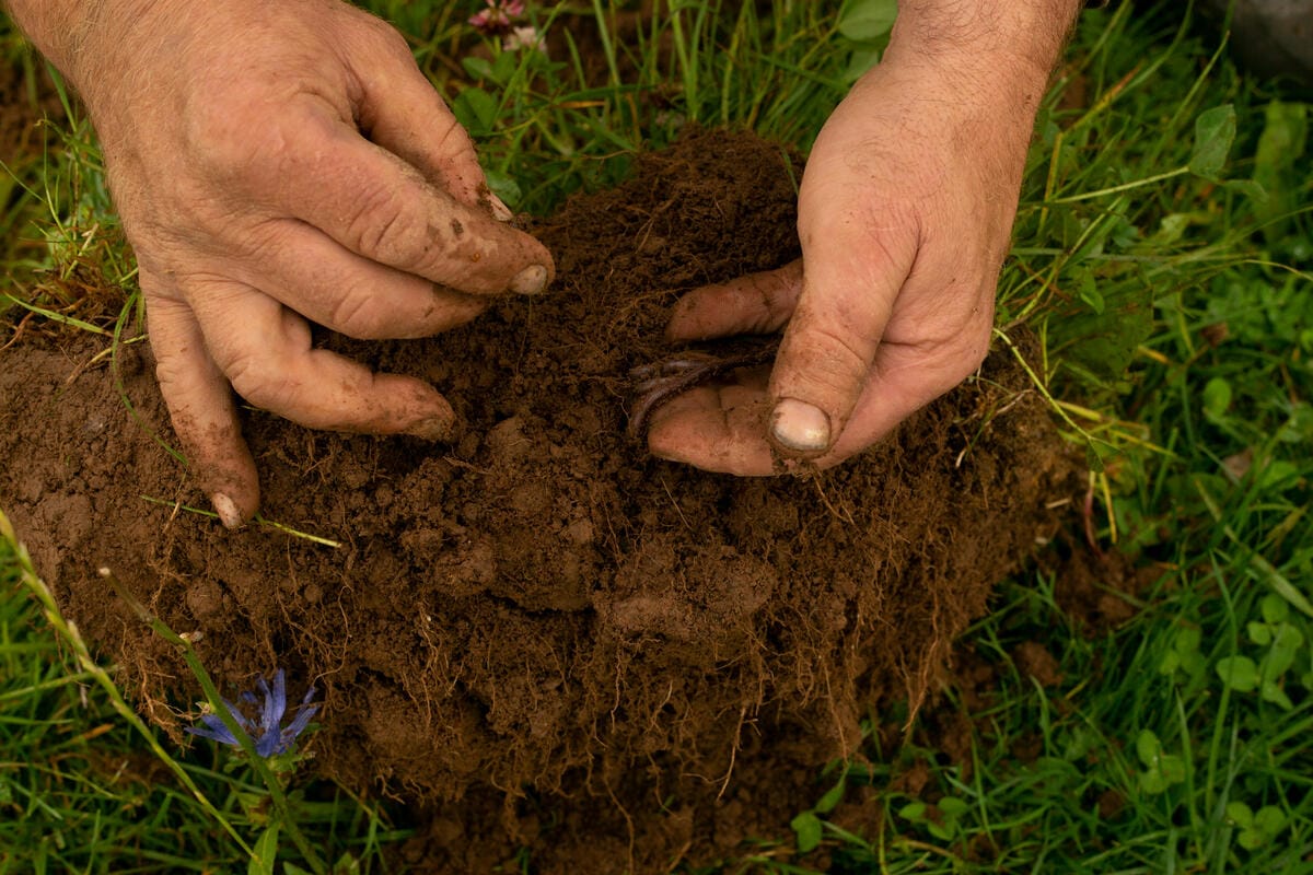 Regenerative farmer Hywel Morgan on his farm Esgair Llaethdy, Llandovery, Wales inspects a sod, showing the grass diversity, healthy soil and root structures.