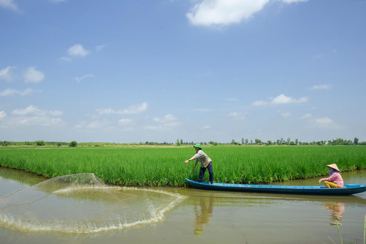 Farmers working on boat at the shrimp-rice farming area in Ca Mau