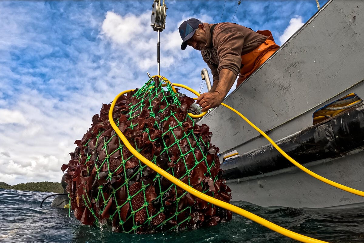 Manuel Vidal, capitaine du navire de pêche artisanale « Cobra », reçoit un filet rempli de luga, une algue coriace, qu'un plongeur a ramené des fonds marins au large de l'île de Guafo