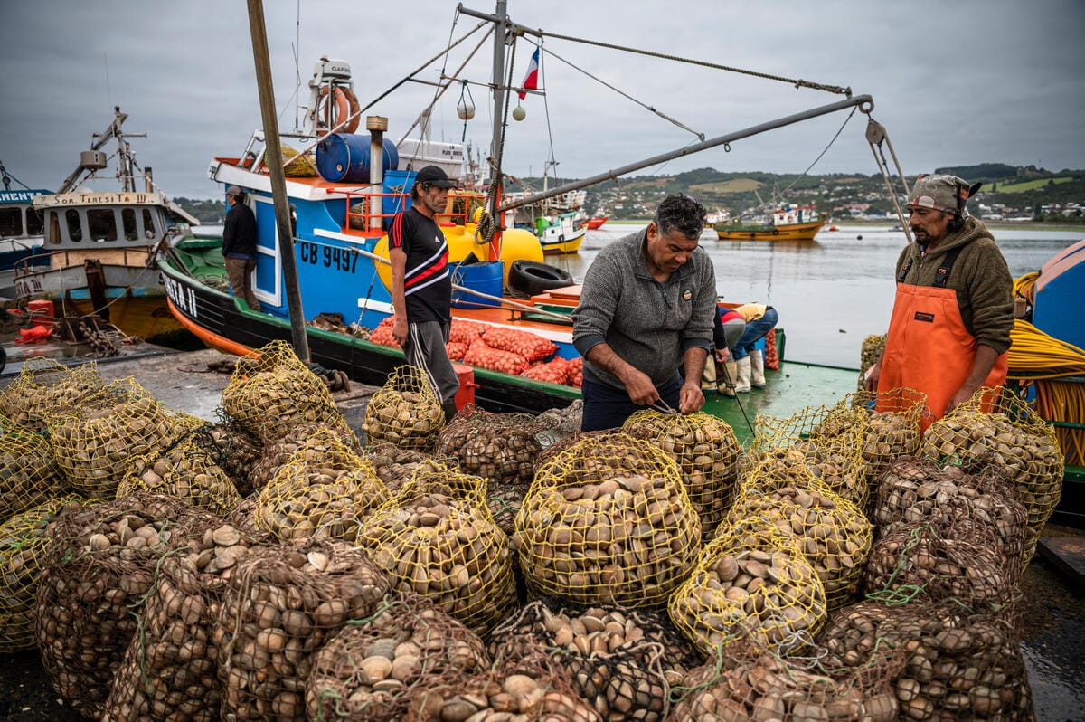 Artisanal fishers unload hulls full of shellfish at a cooperative dock in Quellón.