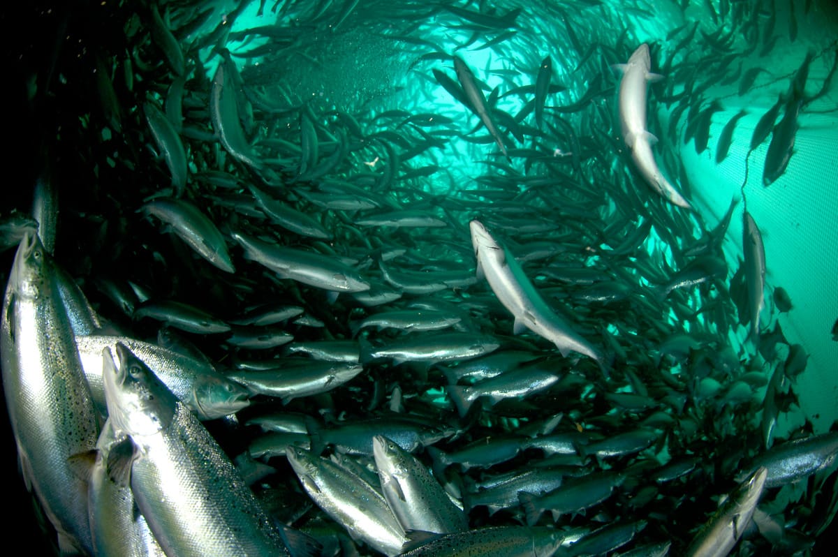 Atlantic salmon in a fish farm, Ryfylke, Norway