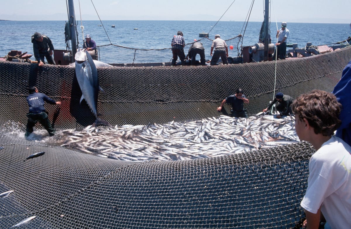 Tuna fishing "Almadraba" style off shore Tarifa, Spain. This type of Mediterranean fishing is based on setting out a labyrinth of nets to intercept different species of tuna in their migration.