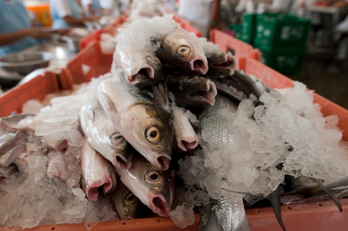 Maintaining a "cold chain" through the use of ice, freshly caught fish remain fresh all the way from processing to vacuum packing to storage and shipping. Sarangani, Southern Mindanao, Philippines, 2 May 2010