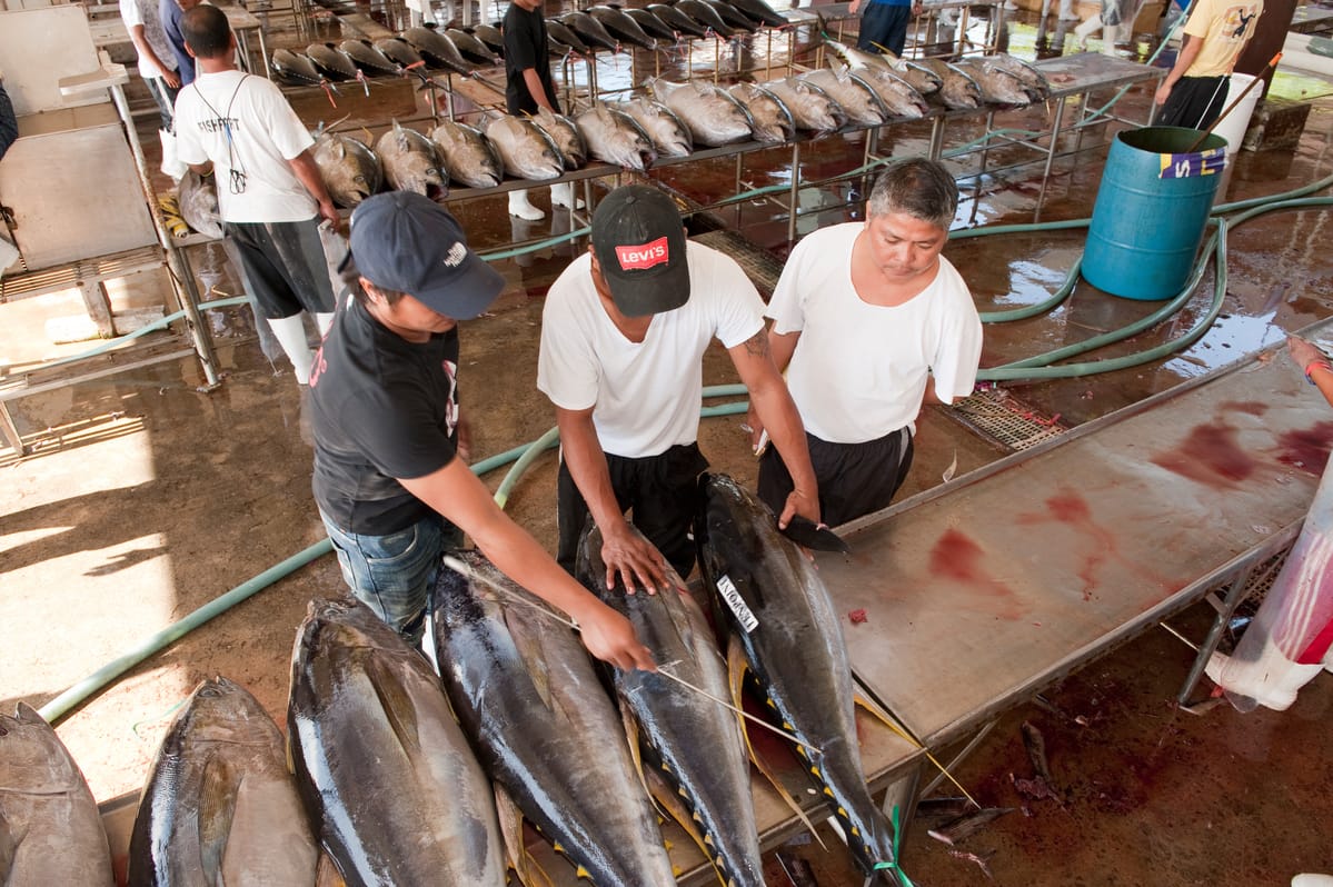 Tuna landing from early morning, right before sunrise, the best quality tuna comes from the fishing boat.