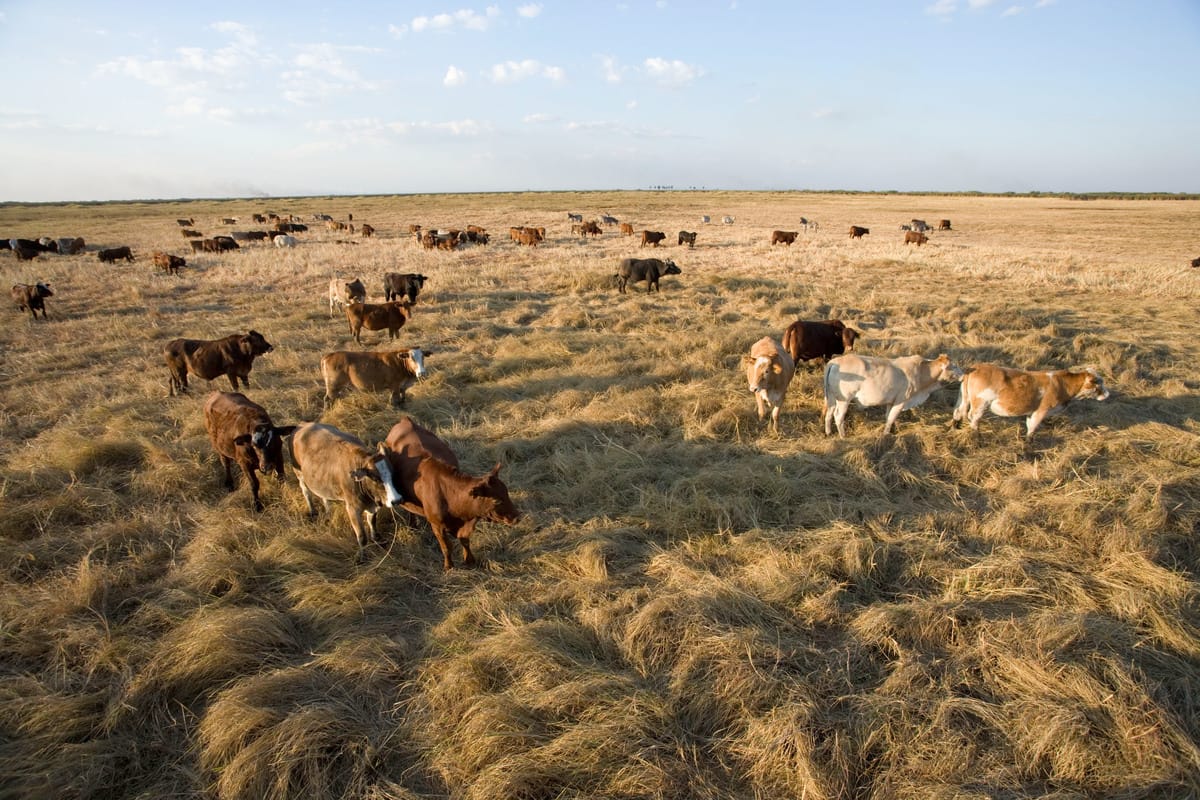 Livestock, Mwanachingwala Conservation Area, a significant area for the local people where they take their animals to graze, Kafue Flats, Zambia