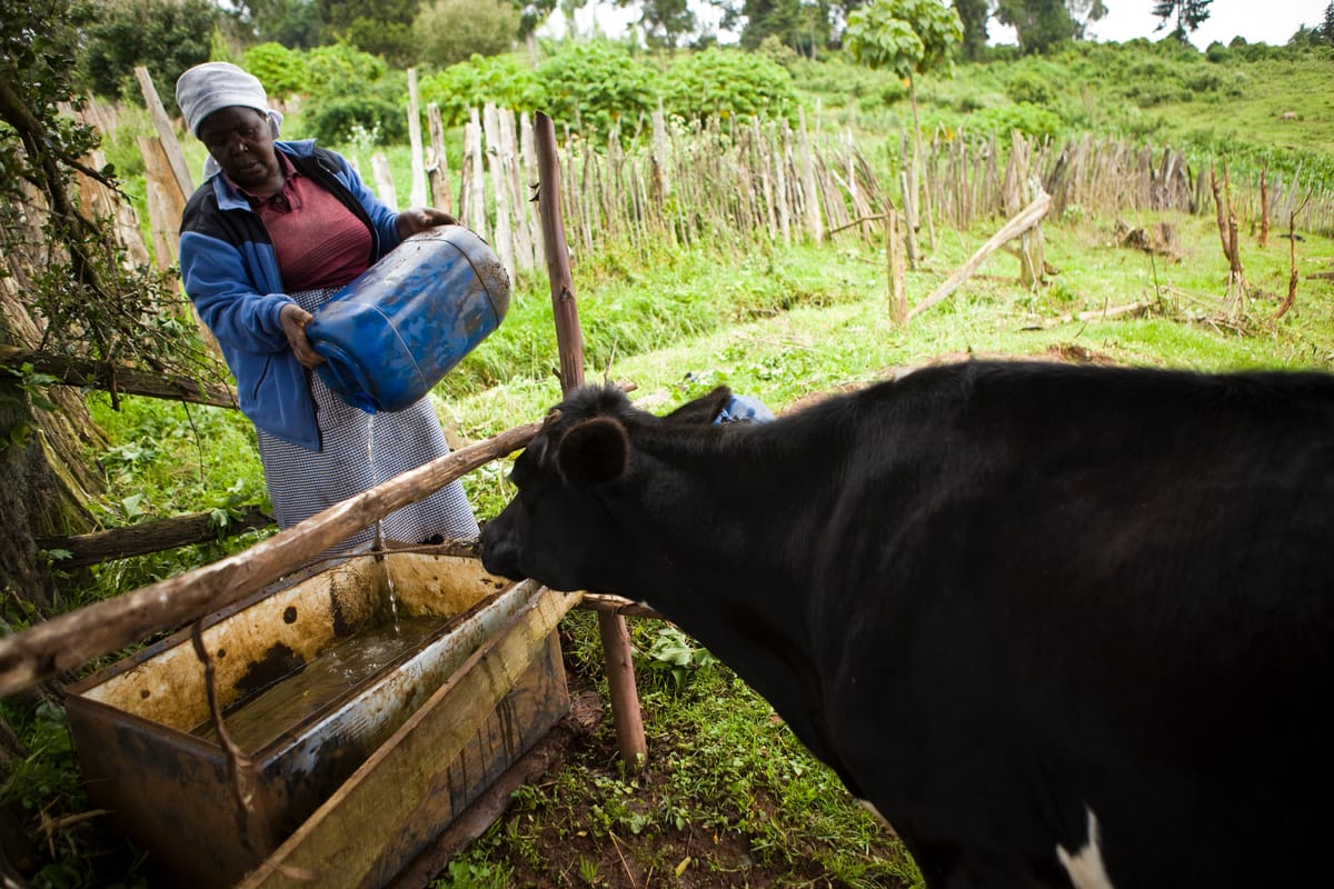 Margaret Wanjiru Mundia avec du bétail, bassin versant supérieur, lac Naivasha, Kenya