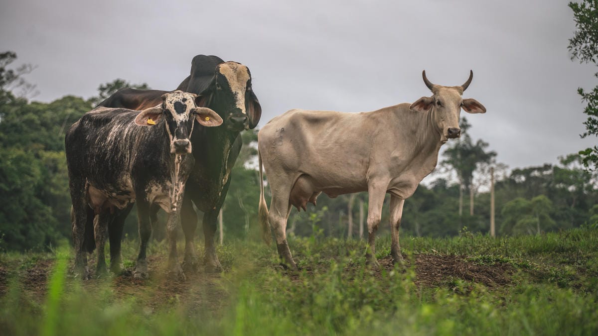 Cattle on family farm, municipality of Calamar, Guaviare Department, Colombia.