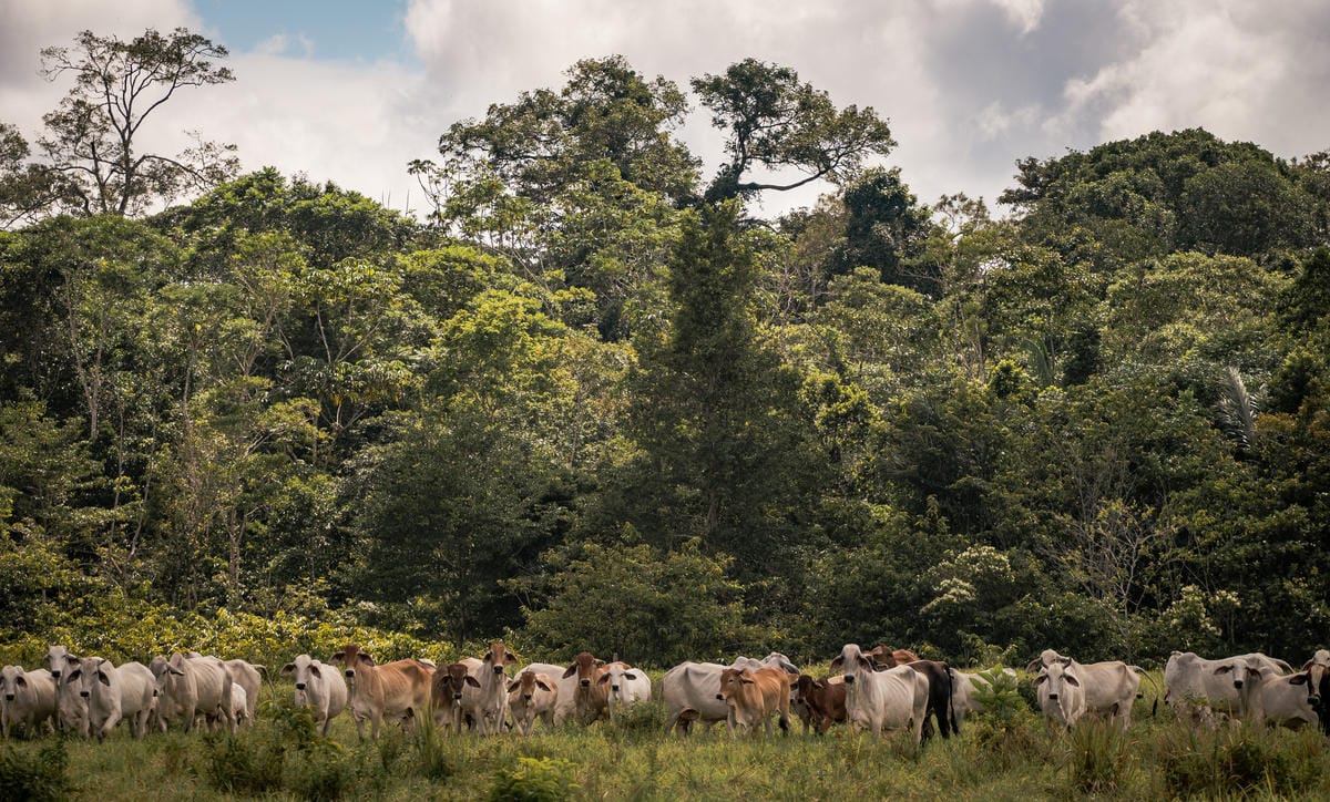 Cattle ranch with remaining forest in the background, municipality of Calamar, Guaviare Department, Colombia.