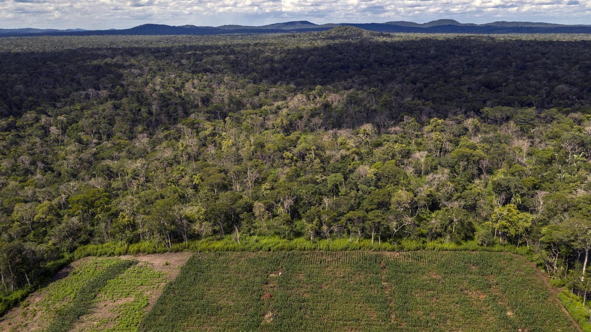 Corn plantation in an agroforestry system, Bolivia.