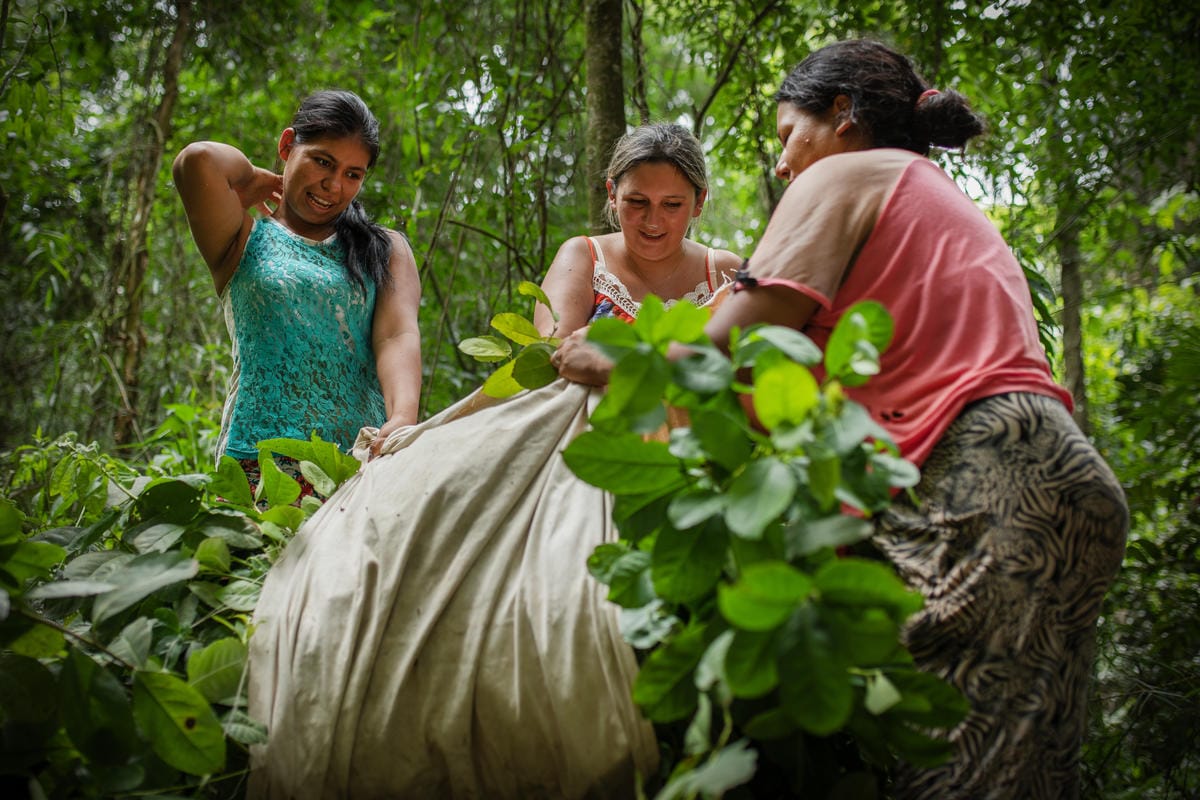 Les femmes de la coopérative transportent les feuilles de maté récoltées dans la forêt atlantique.
