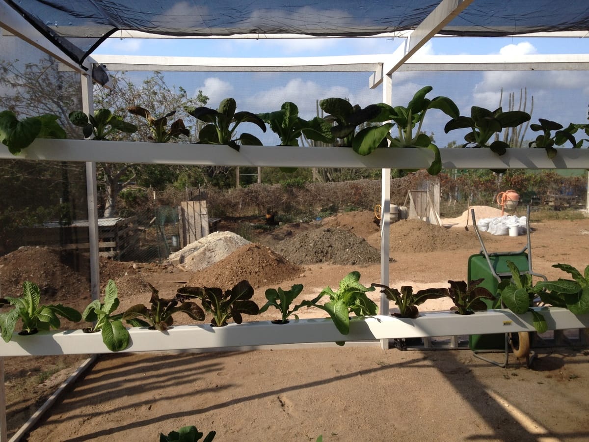 Hydroculture, Bonaire, Caribbean Netherlands