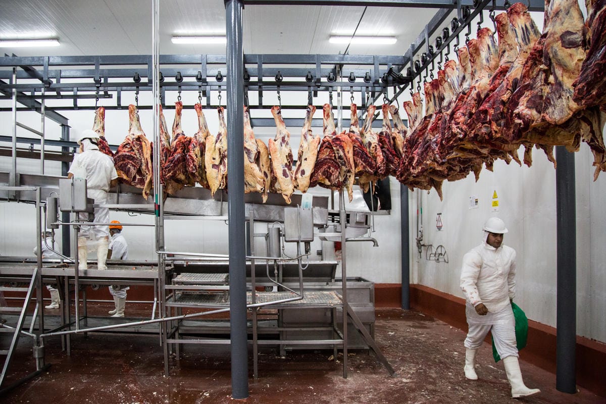 Hind quarters transporting to butchering.