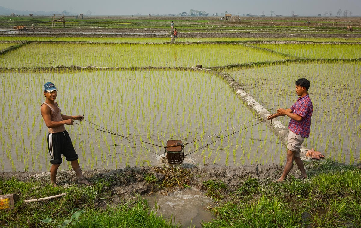 Paysans assamais irriguant des rizières, Assam, Inde.