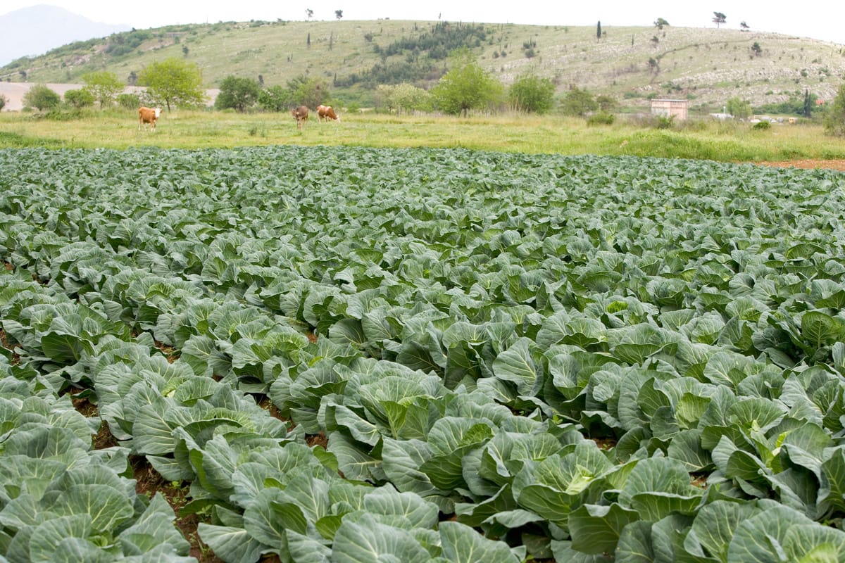Cabbage field around Skadar Lake, Montenegro