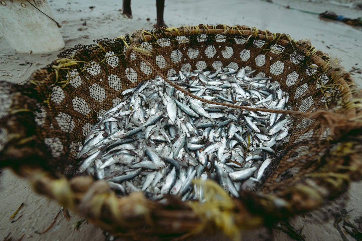 Un panier de pêche en roseau rempli de poissons fraîchement pêchés. Île de Mafia, Tanzanie.