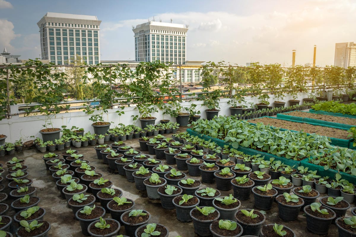 Culture de légumes sur le toit d'un immeuble.