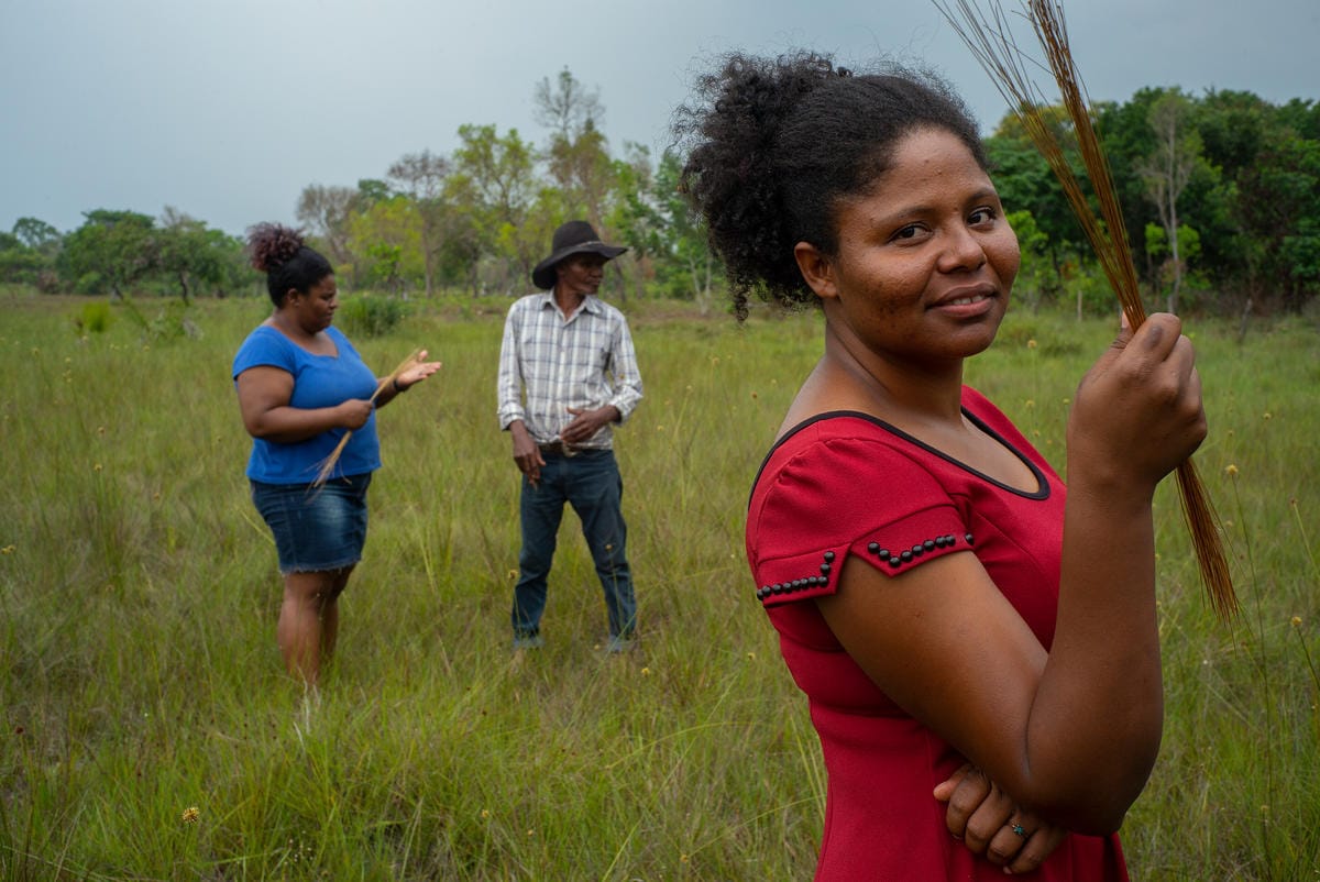 Members of the of the Mumbuca community ( Juraci Ribeiro Matos, Claudiana Matos da Silva and Sinlene Matos da Silva) gather Golden Cress in the Cerrado, Brazil.